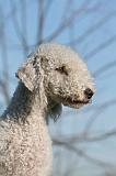BEDLINGTON TERRIER 113